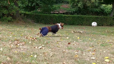 sport saskia